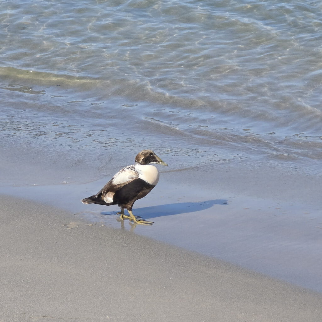 Helgoland Düne - Vogel
