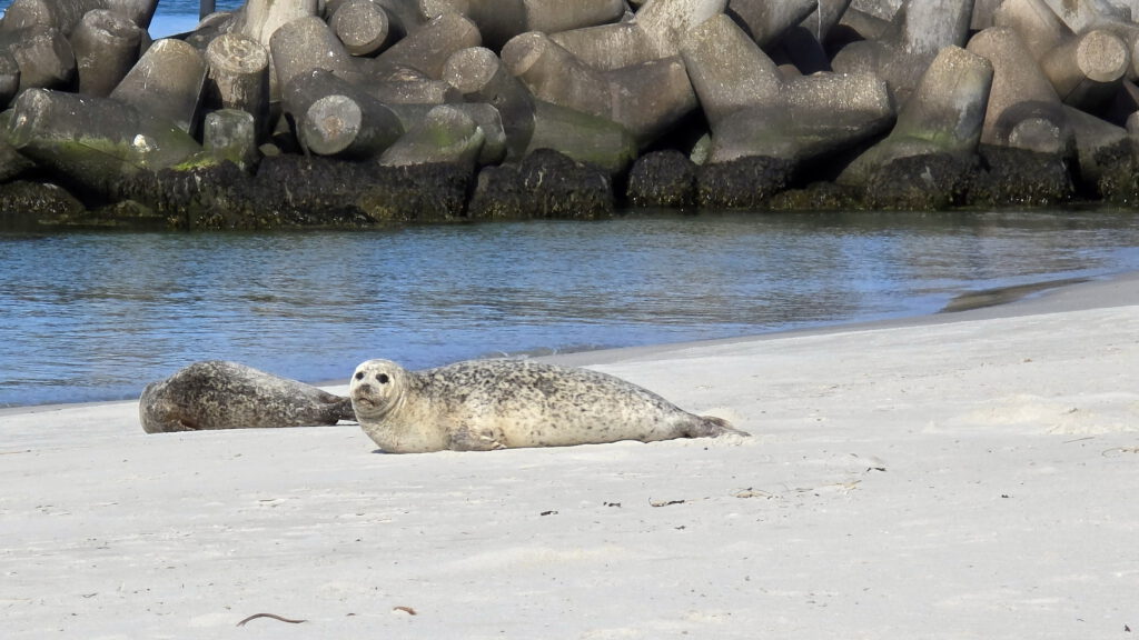 Helgoland Düne - Seehund