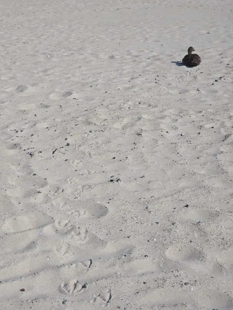 Helgoland Düne - Seevogel mit Fußabdrücken