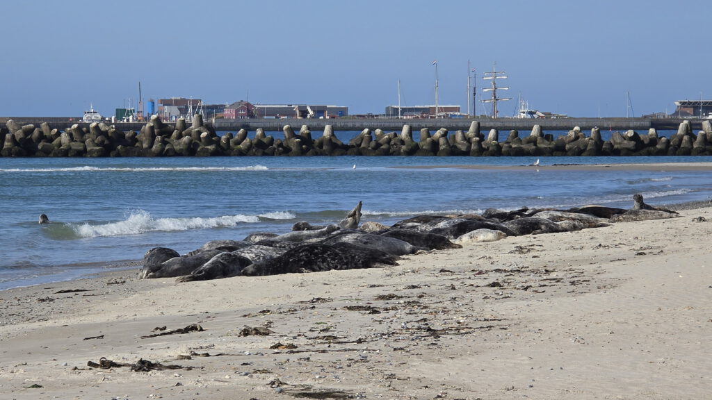 Helgoland Düne - Seehunde und Kegelrobben