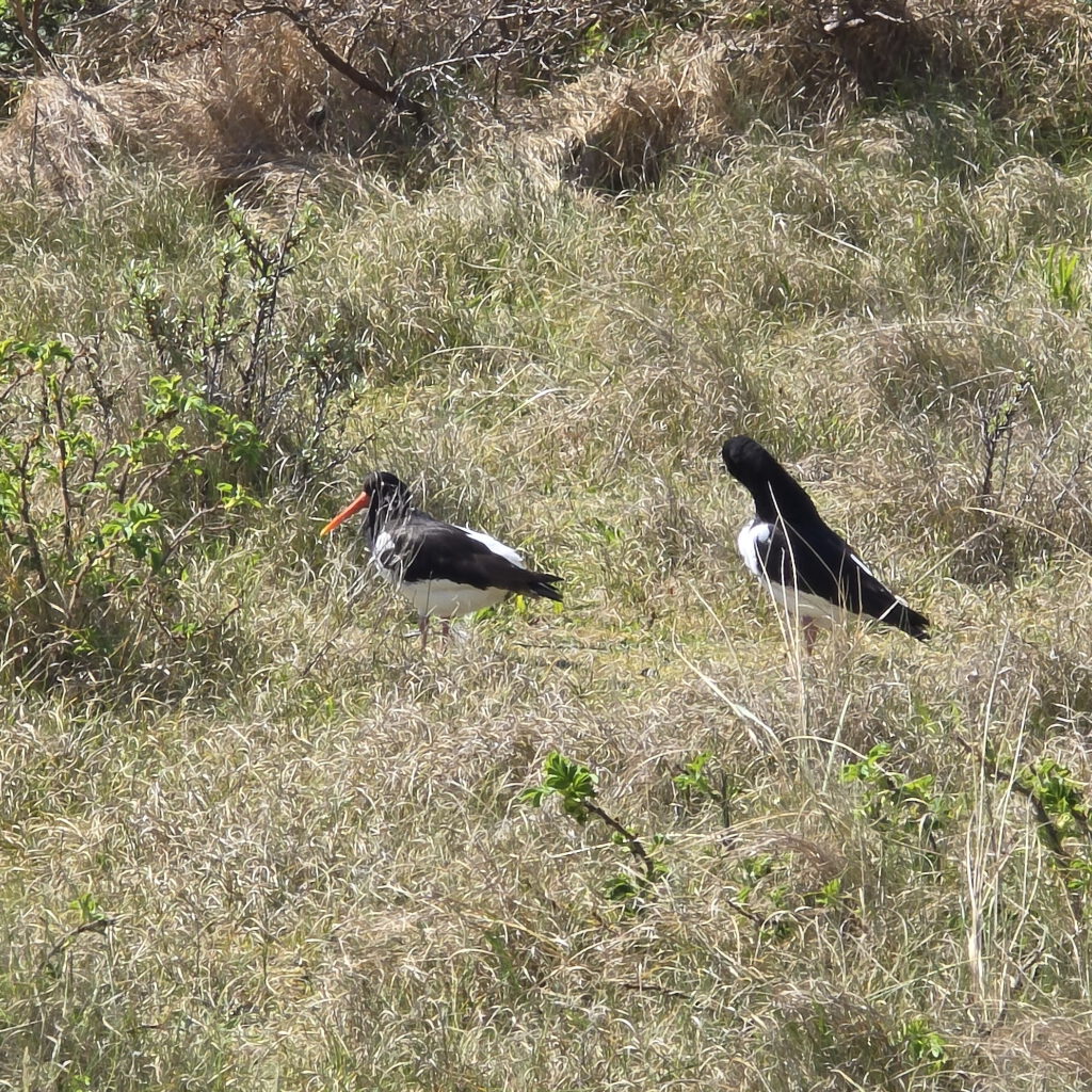 Helgoland Düne - Brut- und Rastgebiet für Seevögel