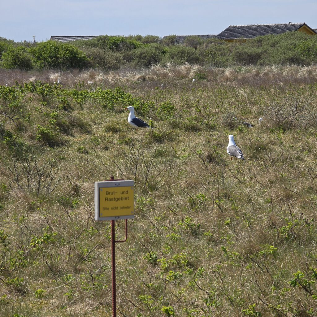 Helgoland Düne - Brut- und Rastgebiet für Seevögel