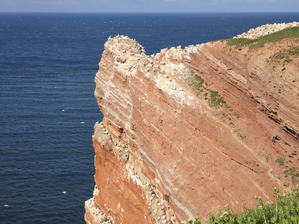 Helgoland - Lummenfelsen - Seevögel in ihren felsigen und steilen Nestern