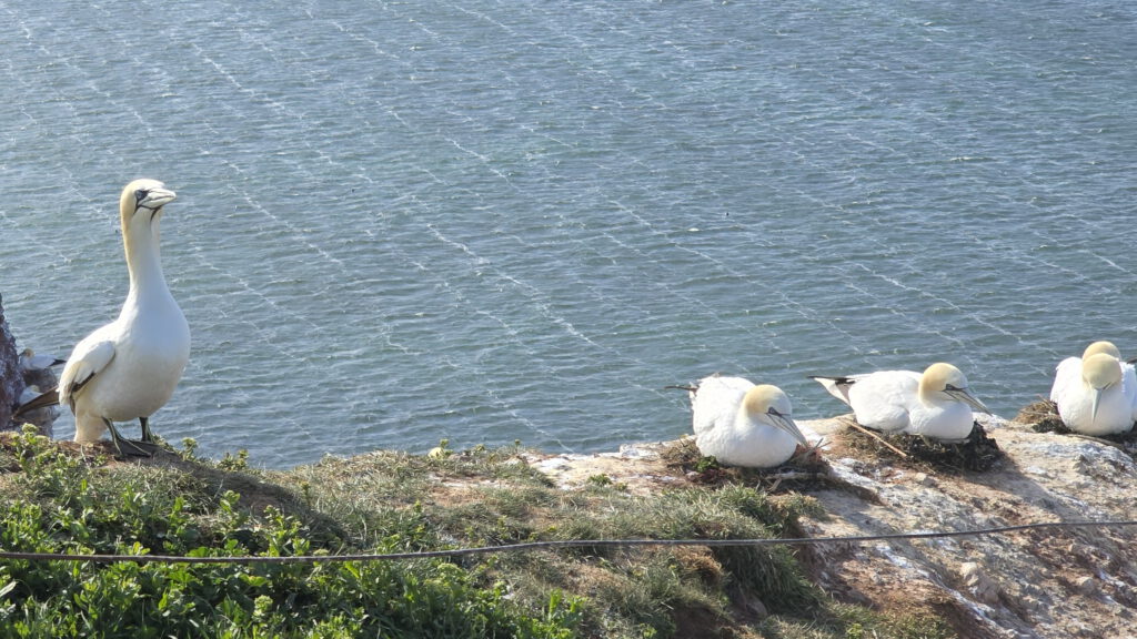 Helgoland - Lummenfelsen - Trottellummen