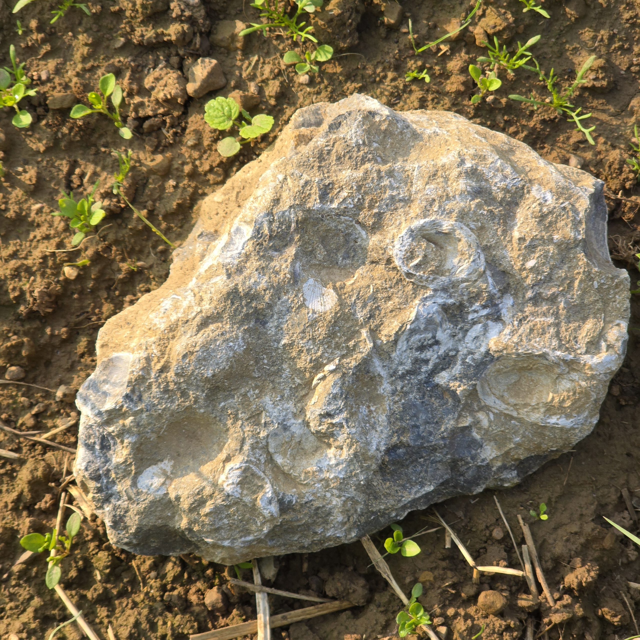 Fossiliefund auf dem Schurwald — lokale Erdgeschichte